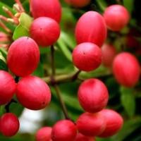 ราคา 20 เมล็ด เมล็ดมะม่วงหาว มะนาวโห่ มะนาวไม่รู้โห่ หนามแดง หนามขี้แฮด (41773690725)