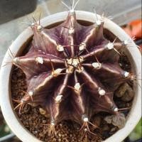 ราคา ยิมโน แดงดำ ไม่ด่าง แคคตัส กระบองเพชร (2823489870)