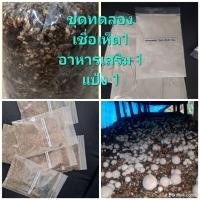 ราคา เชื้อเห็ดฟาง (ชุดทดลอง) 1ชุด เชื้อเห็ด1ก้อน+แป้ง1ถุง+อาหารเสริม1ถุง ชื้อเดินทุกก้อน (42273494946)