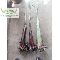 ราคา กล้วย​ไข่​พระ​ตะบอง​+กล้วย​นาก​ยักษ์​ทองผาภูมิ​+กล้วยหิน ชุด3 หน่อ (10725341080)