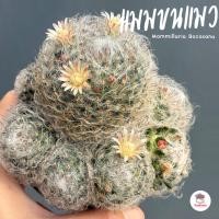 ราคา แมมขนแมว #กอ Mammillaria Bocasana แคคตัส กระบองเพชร cactus&succulent (5978905924)