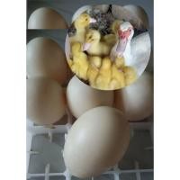 ราคา ไข่เชื้อเป็ดบาบารี่พร้อมเข้าตู้ฟัก ชุด 8 ฟองแถม2ฟอง (25213341550)