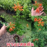 ราคา ต้นพวงแสด ปลูกง่ายทนแล้งออกดอกตลอดปี (42674341406)