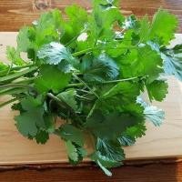 ราคา 1200 เมล็ด ผักชี ผักชีลา ผักหอมป้อม ผักหอมน้อย ผักหอม Cilantro Coriander Seeds สายพันธุ์ ผักชีจีน (28142488093)