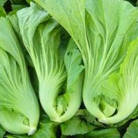 ราคา 500 เมล็ด ผักกาดเขียว ผักกาดหิ่น ผักกาดเขียวปลี ผักกาดสร้อย Leaf mustard สายพันธุ์ ผักกาดเขียวปลี (40673688520)