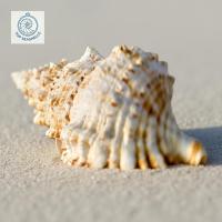 ราคา เปลือกหอยทากสังข์และหนามยักษ์ (Tutufa Rubeta) - เปลือกหอยทากตกแต่งหลายขนาด - เปลือกหอยทากที่สวยงาม (57152037598)