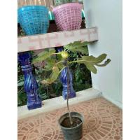 ราคา มะเดื่อฝรั่ง (Fig) สายพันธุ์ brown turkey ติดผลแล้ว (4772306202)