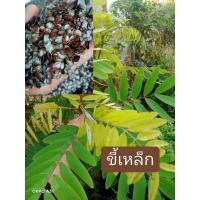 ราคา เมล็ดพันธุ์ขี้เหล็กขาว500 เมล็ด 69 บาท (27082859809)