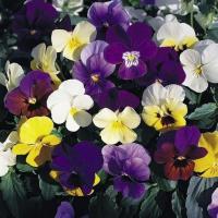 ราคา 100 เมล็ด ดอกหน้าแมว สายพันธุ์ฝรั่งเศส ดอกแพนซี่ Pansy Seeds สายพันธุ์ Velvet Mix (41673657256)