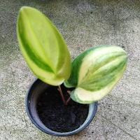 ราคา ว่านรวยล้นฟ้าด่างหรือว่านเพชรฉลูกัณฑ์ (21507702835)