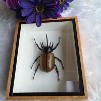 ราคา กว่าง5เขา แมลงตัวอย่าง แมลงให้ศึกษาตกแต่งบ้าน แขวงฝนัง ของสะสม Real Eupatorus Gracilicornis Frame Box Case Insect (8169206292)
