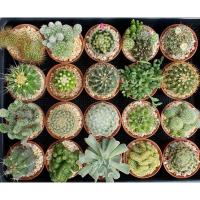 ราคา cactus and succulent กระบองเพชร ไม้อวบน้ำ จัดส่งทั้งกระถาง (2) (12375783599)