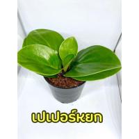 ราคา ต้นเปเปอร์หยก ต้นไม้มงคล ต้นไม้เล็ก ต้นไม้พร้อมกระถาง (7963657884)