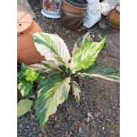 ราคา โชคเก้าชั้นด่าง กระถาง3นิ้วด่างไม่ต้องรอลุ้นสินค้าพร้อมส่ง (13610406707)