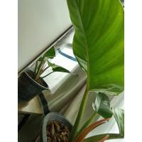 ราคา เศรษฐีมีทรัพย์ หรือเศรษฐีรวยทรัพย์ (Philodendron sp.) (12454382180)