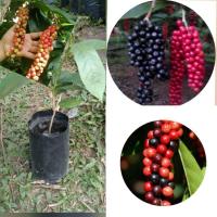 ราคา ต้นกล้าต้นหมากเม่าภูพาน 4 ต้น 100 ฿ (3279804300)