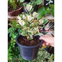 ราคา ☘ ต้นไทรหัวใจด่าง ต้นสาริกา ไทรสามเหลี่ยมใบด่าง ต้นหัวใจเศรษฐี (6951153897)