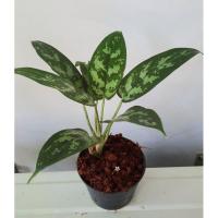 ราคา เขียวหมื่นปี (maria chinese evergreen plant)กระถาง 4 นิ้ว (25901297698)