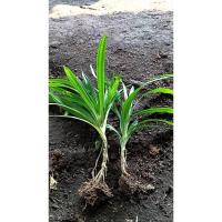 ราคา ต้นกล้า เตยหอม ใบเตยหอม ใบเตยสดเขียว 1ต้น 12บาท ถอนส่งแบบห่อตุ้ม มีราก สำหรับปลูกได้ ใบ เตย ทำอาหาร (24390351068)