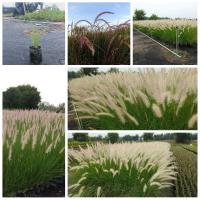 ราคา หญ้าน้ำพุ & หญ้าแดงแม็กซิกัน ปลูกตกแต่งร้านขายกาแฟ ร้านอาหาร Fountain grass หญ้าแดง เม็กซิกัน Red grass (7847724395)