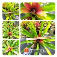 ราคา #2ต้นแถมหน่อคละพันธุ์3ต้น #สับปะรดสี #Bromeliad ขายหน่อสับปะรดสี #ไม้แดด #ไม้ฟอกอากาศ ของจริงสวยมาก ถอดกระถางส่งนะคะ (9557769742)