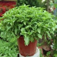 ราคา 300 เมล็ด Large Leaf Italian genovese Basil Seeds โหระพาใบใหญ่ อิตาเลี่ยน เบซิลใบใหญ่ เมล็ดพันธุ์แท้100%นำเข้าจากต่างประ (43277475407)