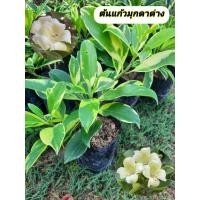 ราคา ต้นแก้วมุกดาด่าง แก้วมุกดาด่าง (53706169639)