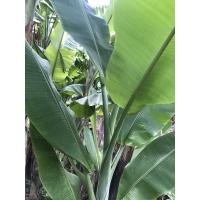 ราคา หน่อต้นกล้วยตานีพร้อมปลูก (10660860615)
