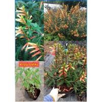 ราคา ต้นฟูเชีย Fuchsia หรือ ต้นปลาทองนำโชค ต้นปลาเงินปลาทอง ต้นคิวเฟีย Cuphea ignea / asahcarok (48304096239)