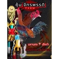 ราคา ไข่ไก่ชนพม่า มหานคร+เสือดำ ม้าล่อรำวงแข้งหน้าหวังผลได้เลย (28276974563)