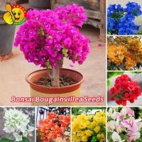 ราคา ต้นเฟื่องฟ้าแคระ เมล็ดบอนสี 100เมล็ด Assorted Bougainvillea Flower Seeds เมล็ดดอกไม้ ต้นเฟื่องฟ้า ต้นเฟื่องฟ้าสาวิตรี (56705418971)