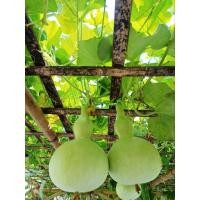 ราคา เมล็ดพันธุ์ น้ำเต้าเซียน ลูกใหญ่ Big Bottle Gourd (10 เมล็ด 90บาท) (28873698750)