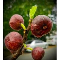 ราคา Figs ต้นพันธุ์ มะเดื่อฝรั่ง Iraqi Figs มะเดื่อฝรั่ง สายพันธุ์ อิรักกี้ สายพันธุ์ลูกดก ทนทาน ผลสีดำ (27824710479)