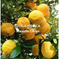 ราคา ต้นมะนาวยักษ์ Citrus Medica - Maxima Citron จากกิ่งตอน อนุบาลแข็งแรงแล้ว พร้อมลงปลูก (29070086871)