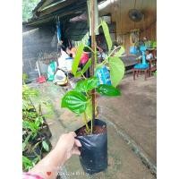 ราคา ต้นพลู ใบใช้กินคู่กับหมาก พันธุ์ใบหนาใบใหญ่ ขนาดต้นสูง50-60ซม.ส่งทั้งถุงชำ (27270760024)