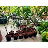 ราคา ต้นกล้าปาล์มหางกระรอก ปาล์มฟอกเทล และ ต้นหมาก แถมปุ๋ย **ส่งพร้อมกระถาง** มีหลายขนาด (7737741925)