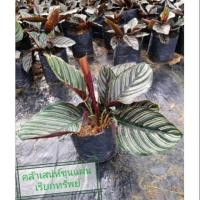 ราคา คล้าเสน่ห์ขุนแผน​ เสน่ห์ขุนแผนเรียกทรัพย์ (7740502411)