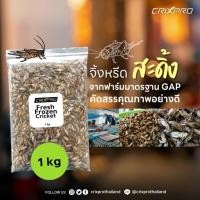 ราคา สะดิ้งแช่แข็ง พร้อมส่ง แพ็คละ 1 กิโลกรัม (22320908825)