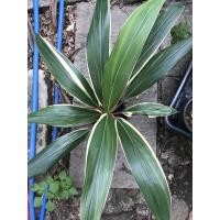 ราคา ต้นหมากผู้หมากเมียเพชรชมพูไม้ประดับสวน (12290693245)