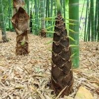 ราคา 25 เมล็ด Moso Bamboo Phyllostachys Seeds ไผ่ซางหม่นแท้ ถูกที่สุด เมล็ดพันธุ์ไผ่ซางหม่น มล็ดซางหม่น ไผ่ซางหม่น ซางหม่น (50803028217)