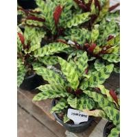 ราคา 3 แถม 1 คล้ากาเหว่าลาย 6 นิ้ว ไม้มงคลCalathea Lancifolia Boom (11696261018)