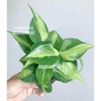 ราคา ✜✽พลู12ชนิด!!! พลูปีกนก พลูหินอ่อน พลูฉลุ พลูทอง พลูงาช้าง พลูด่าง พลูบราซิล พลูอินโด พลูสนิม พลูใบเงิน พลูหัวใจ(SALE)​ (9368570521)