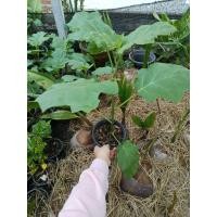 ราคา ต้นมะเขือพวง ต้นกล้า มะเขือพวง ตามรูปภาพ (56256359878)