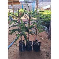 ราคา ต้นมะขามป้อมยักษ์อินเดีย (27227141231)