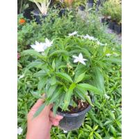 ราคา ต้นพุดศุภโชค กระถาง6นิ้ว (22671154124)