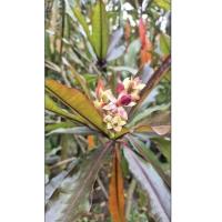 ราคา ต้นตีนเป็ดแดง /พญาสัตบรรณใบสีแดง ดอกหอม สีสวย สูง 2.5 เมตรขึ้นไป Red Leaf Cerbara (56202683659)