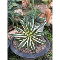 ราคา อากาเว่ด่าง-อากาเว่เขียวอ่อน(Agave Lophantha 'Quadricolor‘) (42857172290)