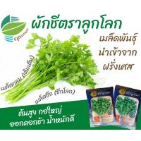 ราคา เมล็ดพันธุ์ผักชี ผักชีไทย เติมเต็ม เมล็ดกลม ผักชี ตราลูกโลก (Corainder) (10653258782)