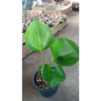 ราคา ต้นว่านนางคุ้มต้นว่านผู้เฒ่าเฝ้าบ้าน#ไม้มงคลคุ้มภัยอันตราย (13152454809)