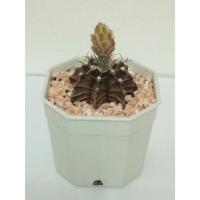 ราคา แคตตัส ยิมโนคาไลเซียม (Gymnocalycium)เชื้อด่าง (23542006283)